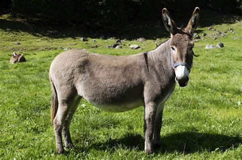 1 donkey Continuara.org