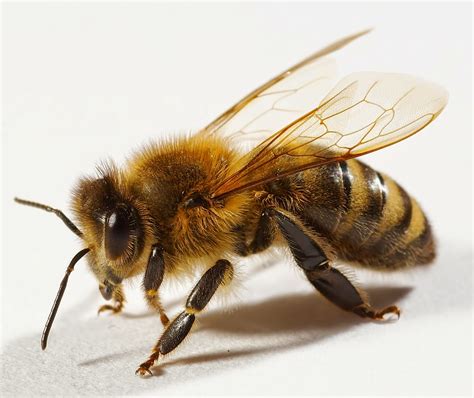 Abeja Continuara.org