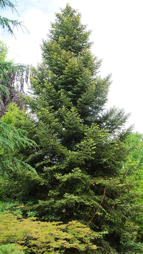 Abies pinsapo Continuara.org