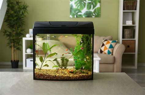 Acuario pecera Continuara.org