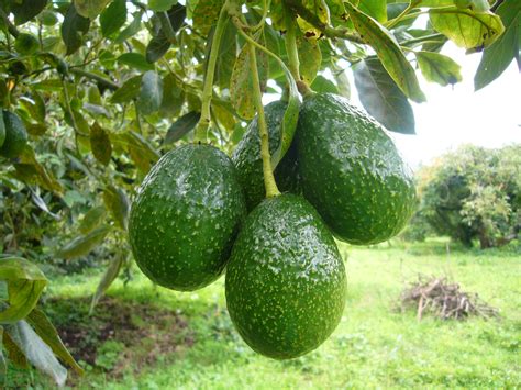 Aguacates Continuara.org