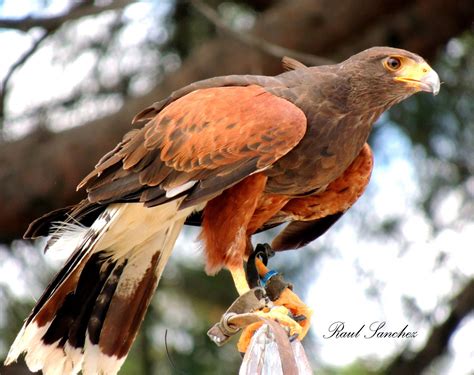 Aguila harrys Continuara.org