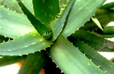 Aloe vera muy Continuara.org