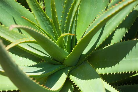 Aloe vera no Continuara.org