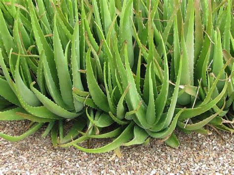 Aloe vera planta Continuara.org