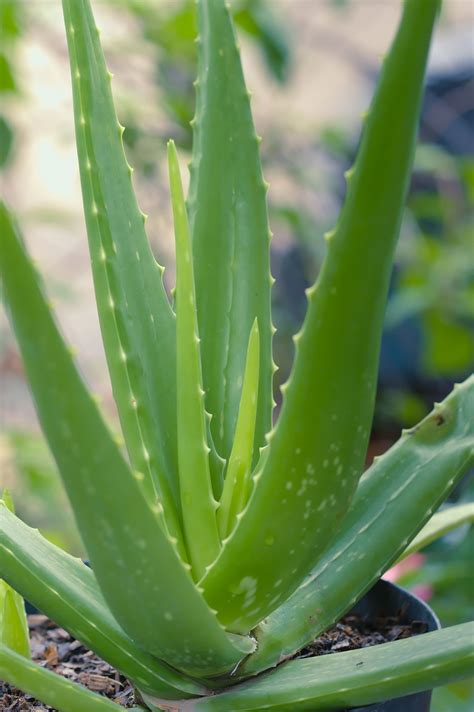 Aloe vera Continuara.org
