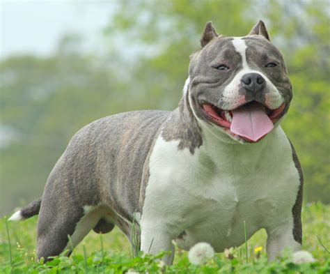 American bully Continuara.org