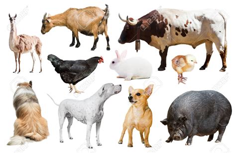 Animales granja gigantes Continuara.org