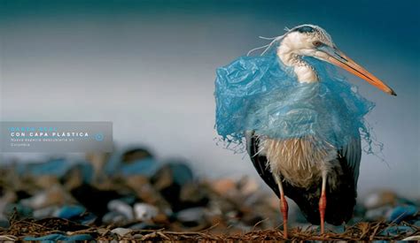 Animales plastico Continuara.org