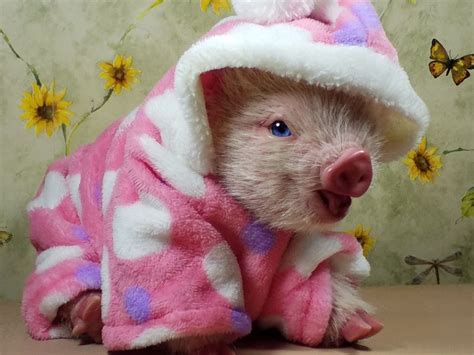 Animales reborn Continuara.org