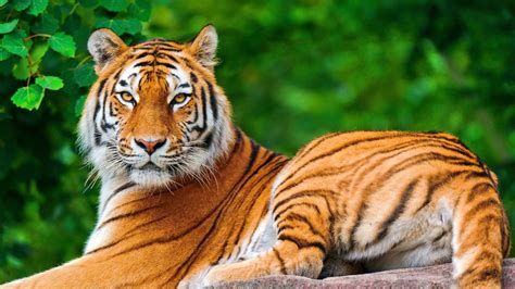 Animales Continuara.org