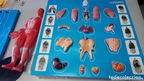 Antiguo juego anatomia Continuara.org
