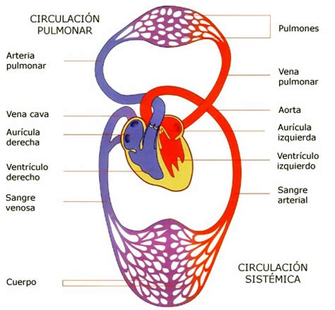 Aparato circulacion Continuara.org