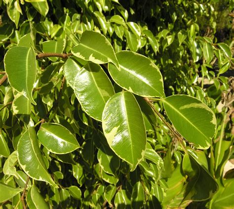 Arbol ficus Continuara.org