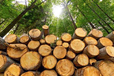 Arbol madera Continuara.org