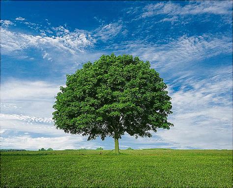 Arbol Continuara.org