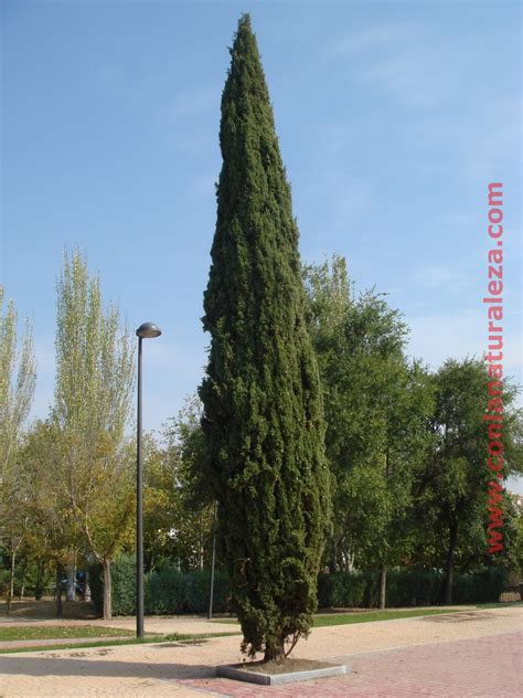 Arboles cipres Continuara.org