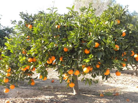 Arboles frutales Continuara.org