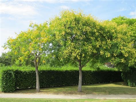 Arboles jardineria Continuara.org