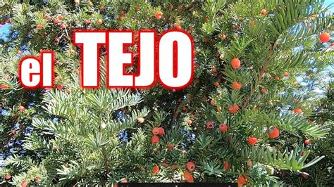 Arboles leoneses Continuara.org