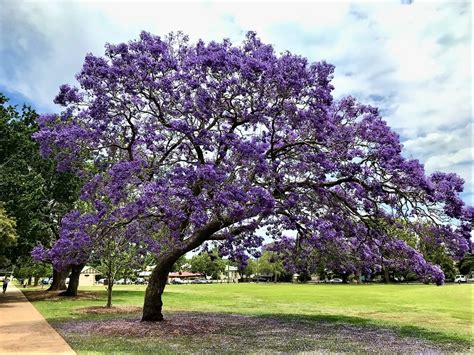 Arboles sombra Continuara.org
