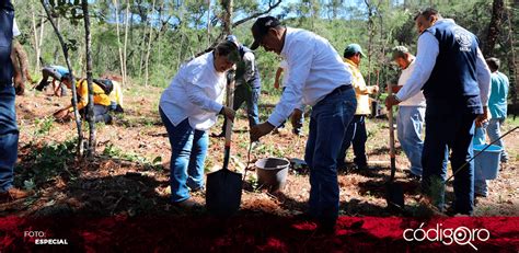 Arranque arboles Continuara.org