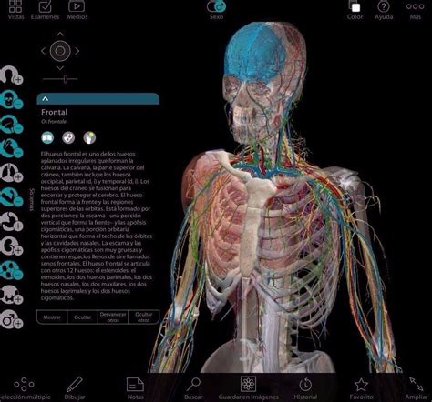 Atlas 3d anatomia Continuara.org