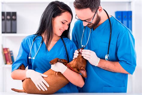 Auxiliar veterinaria Continuara.org