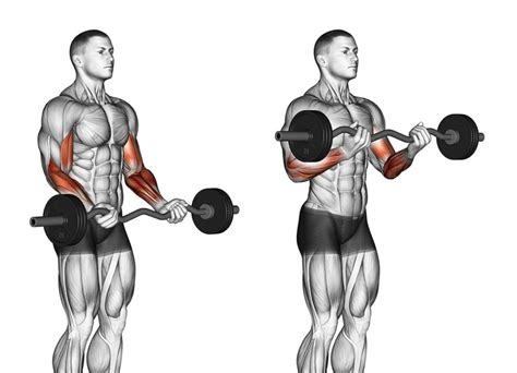 Barra biceps Continuara.org