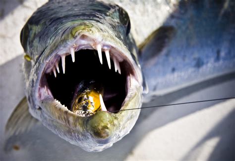 Barracuda Continuara.org