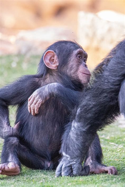 Bebe mona chimpance Continuara.org