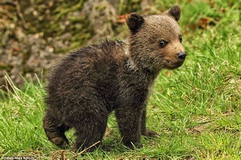 Bebe oso bebe Continuara.org