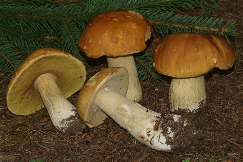 Boletus edulis Continuara.org
