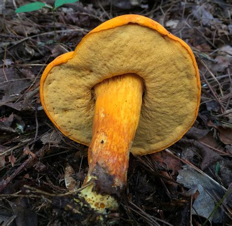 Boletus Continuara.org