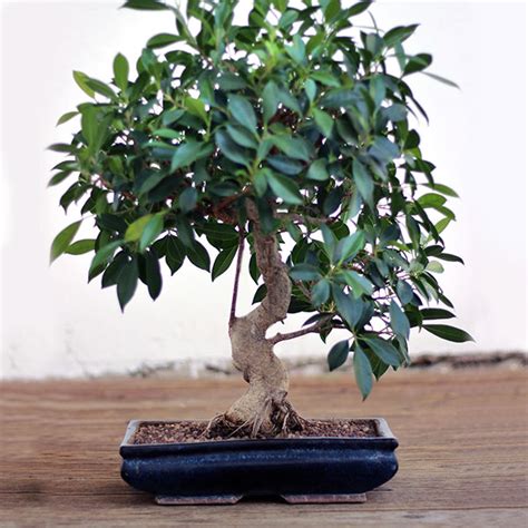 Bonsai 10 anos Continuara.org