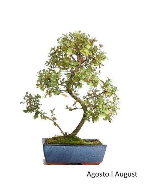 Bonsai 12 anos Continuara.org