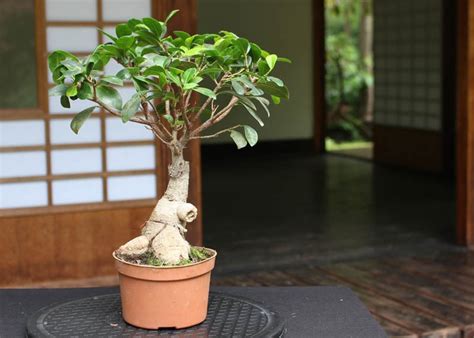 Bonsai ficus Continuara.org