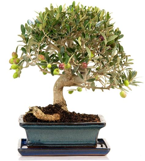 Bonsai olivo Continuara.org