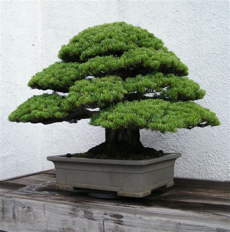 Bonsai pinos Continuara.org