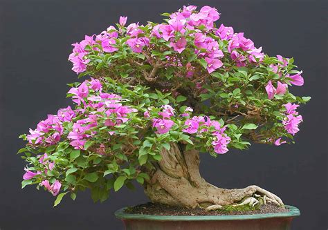 Bonsai Continuara.org
