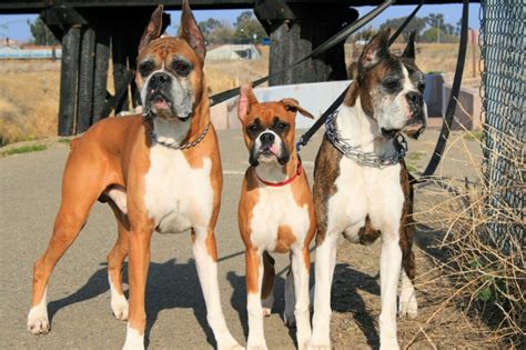 Boxer olor Continuara.org