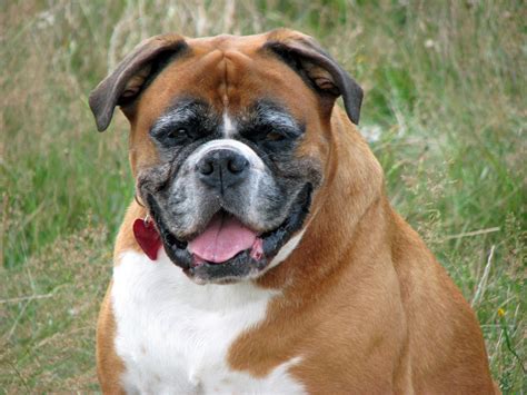 Boxer Continuara.org