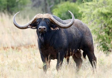 Buffalo Continuara.org