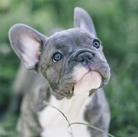 Bulldog frances blue Continuara.org