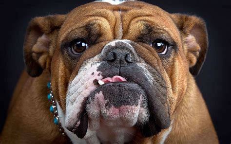 Bulldog Continuara.org