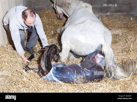 Caballo baby born Continuara.org