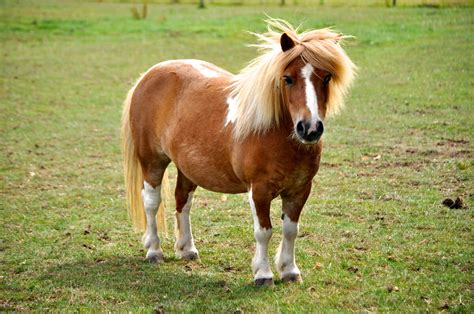 Caballo caballito pony Continuara.org