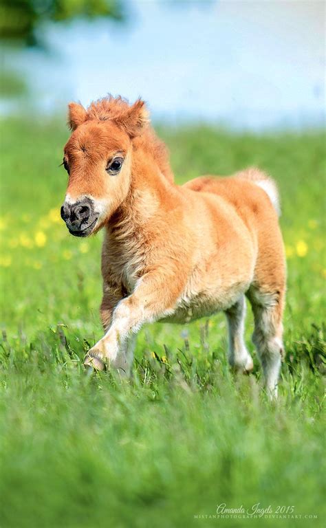 Caballo chico Continuara.org