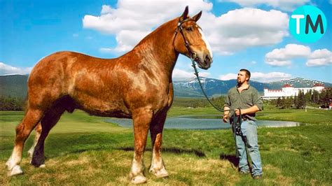 Caballo gigante Continuara.org
