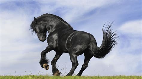 Caballo grande Continuara.org